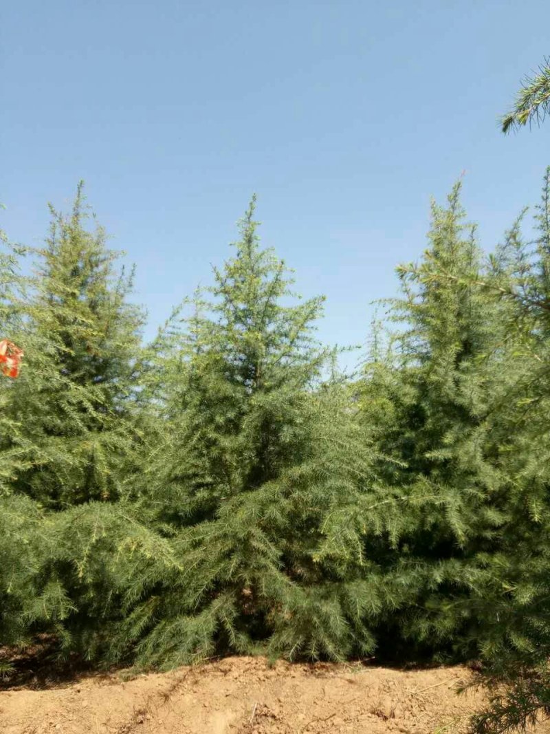 雪松基地直发一手货源可视频保成活率