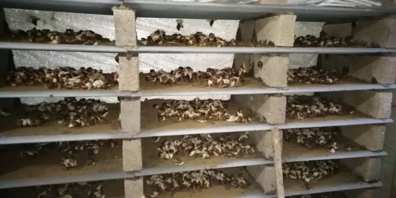 白玉蜗牛优质种牛