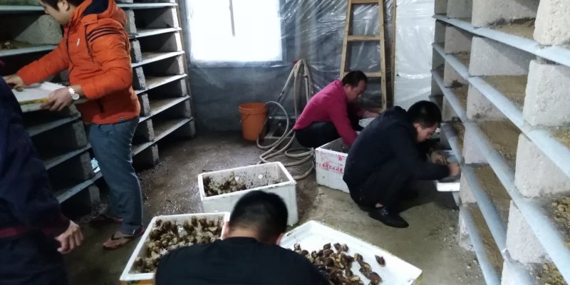 白玉蜗牛优质种牛