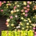 月季爬藤月季花苗大花月季蔷薇爬藤大花月季1-1.5米