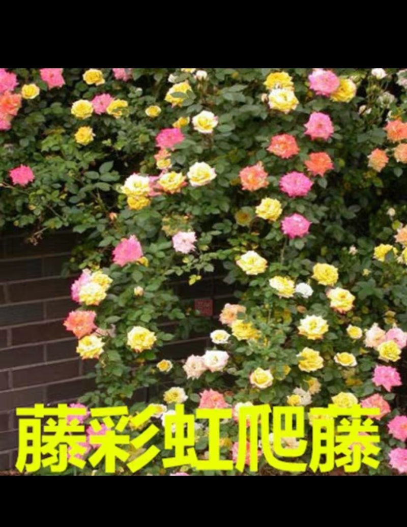 月季爬藤月季花苗大花月季蔷薇爬藤大花月季1-1.5米