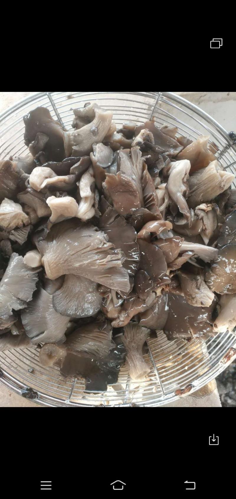 河北邯郸。腌制平菇蘑菇腌制平肥乡加工厂