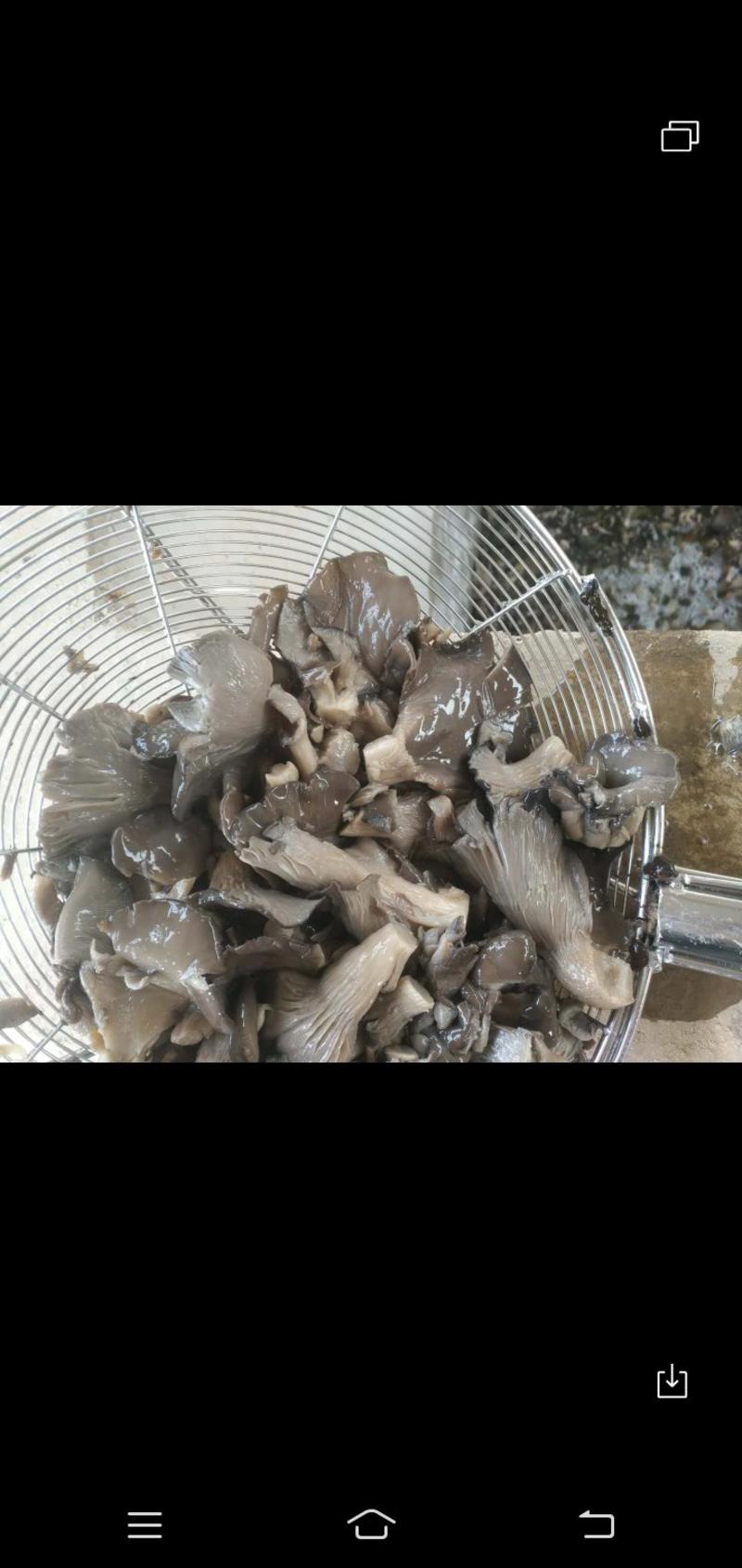 河北邯郸。腌制平菇蘑菇腌制平肥乡加工厂