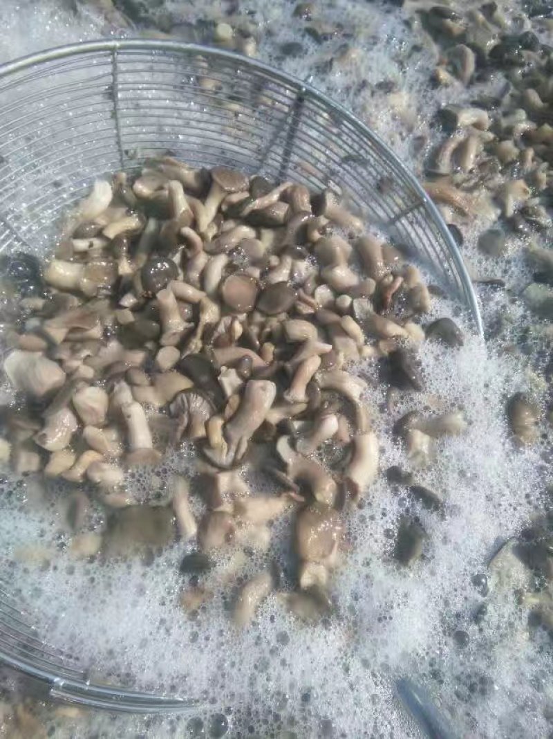 河北邯郸。腌制平菇蘑菇腌制平肥乡加工厂