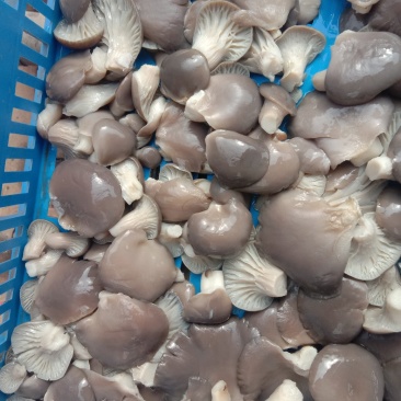 河北邯郸。腌制平菇蘑菇腌制平肥乡加工厂