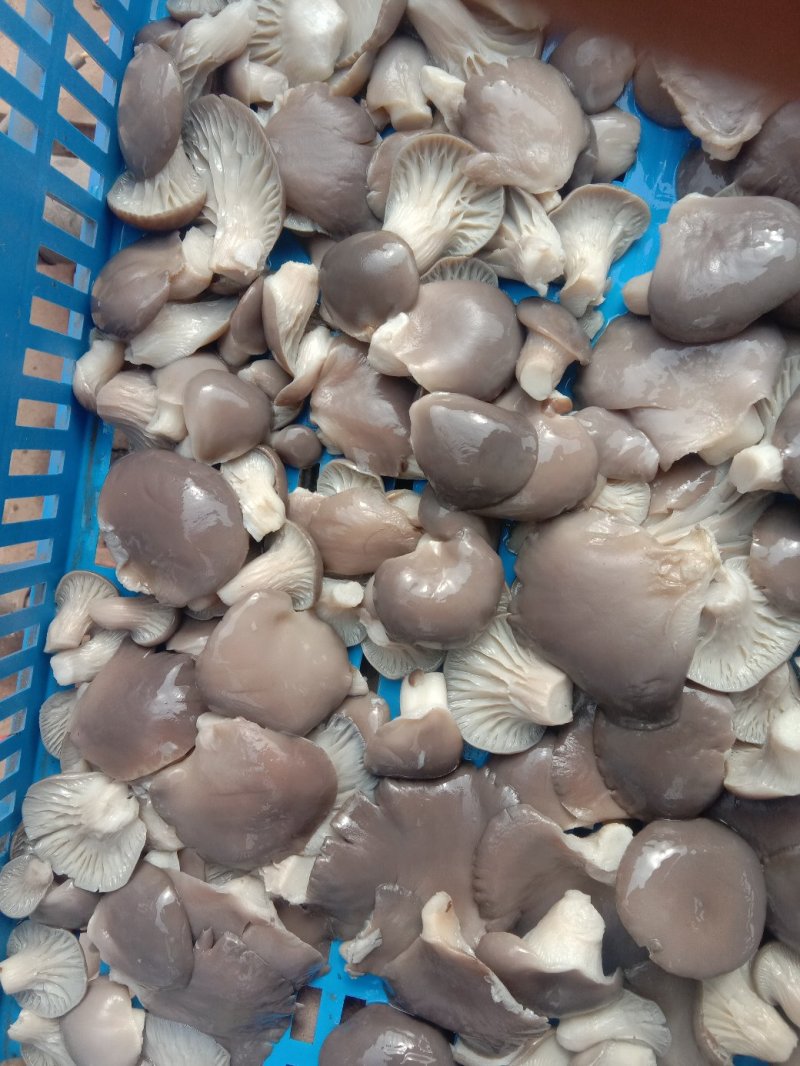 河北邯郸。腌制平菇蘑菇腌制平肥乡加工厂