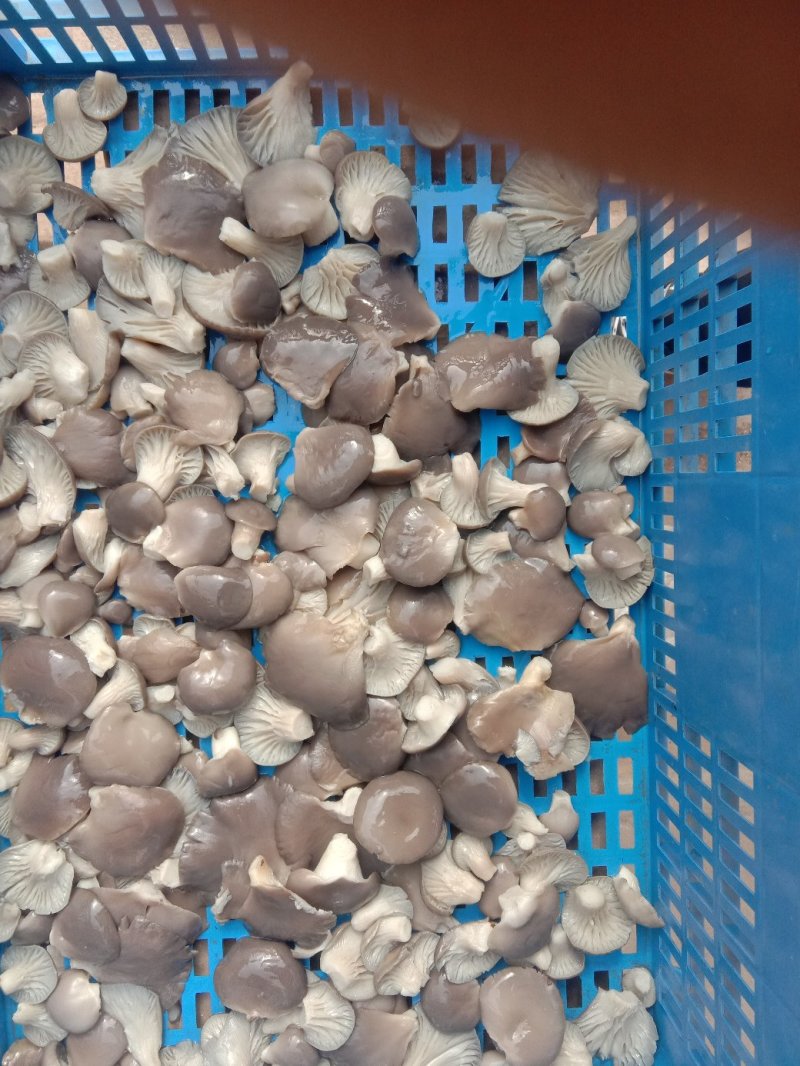 河北邯郸。腌制平菇蘑菇腌制平肥乡加工厂