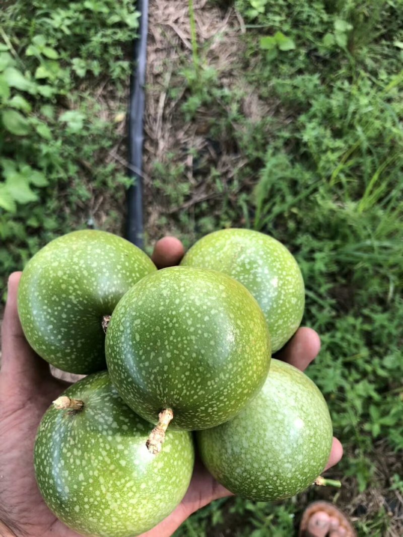 纯甜9号黄金果苗