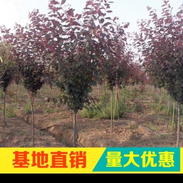 紫叶李红叶李规格齐全直径2.5-10cm