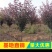 紫叶李红叶李规格齐全直径2.5-10cm