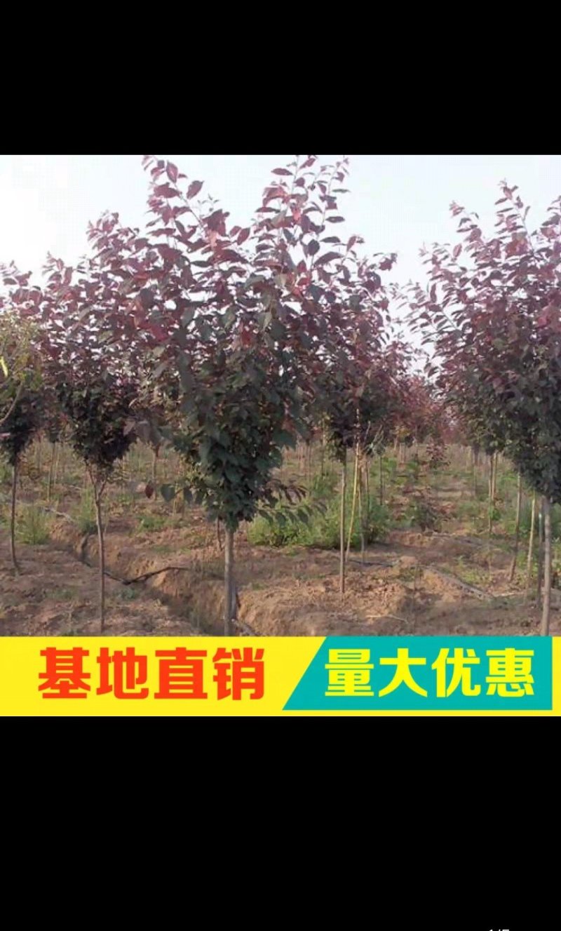 紫叶李红叶李规格齐全直径2.5-10cm