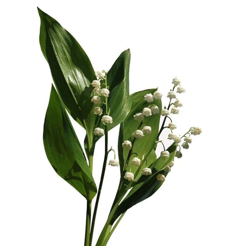 铃兰花种苗浓香花卉绿植四季开花易种植办公室内盆栽芳香耐寒
