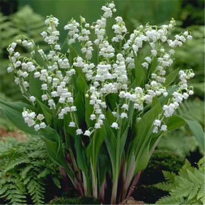 铃兰花种苗浓香花卉绿植四季开花易种植办公室内盆栽芳香耐寒