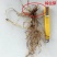 铃兰花种苗浓香花卉绿植四季开花易种植办公室内盆栽芳香耐寒