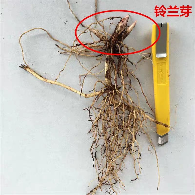 铃兰花种苗浓香花卉绿植四季开花易种植办公室内盆栽芳香耐寒