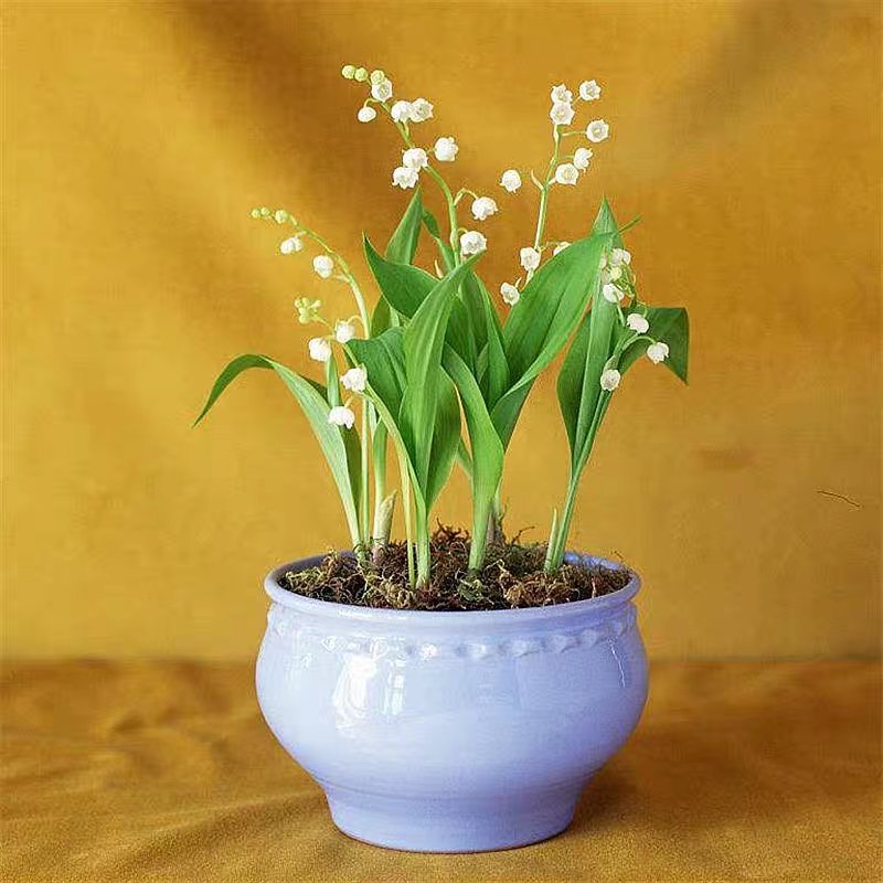 铃兰花种苗浓香花卉绿植四季开花易种植办公室内盆栽芳香耐寒