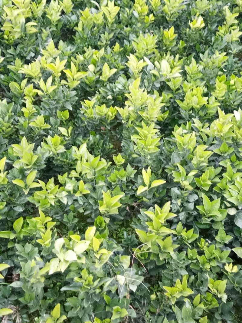 椪柑苗，柑橘苗，新品种无剌椪柑苗，果大味甜。