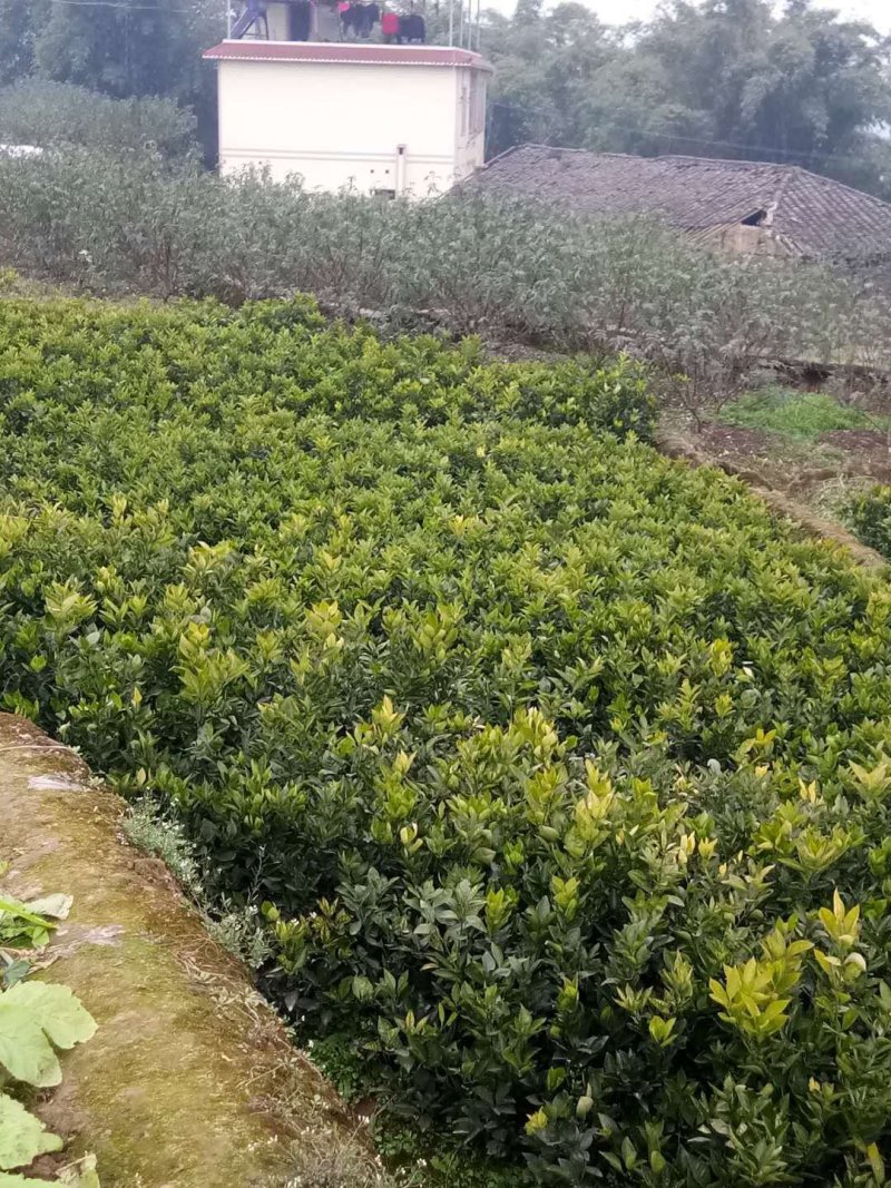 椪柑苗，柑橘苗，新品种无剌椪柑苗，果大味甜。