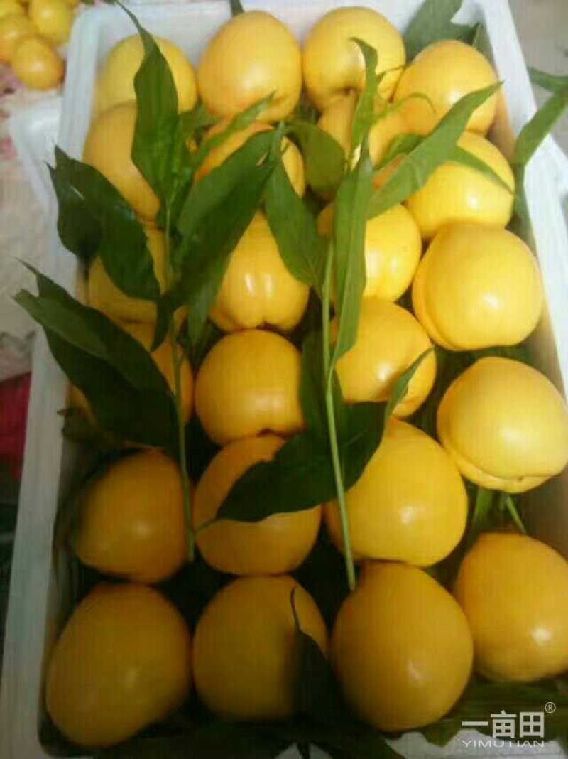 大棚油桃大型产地