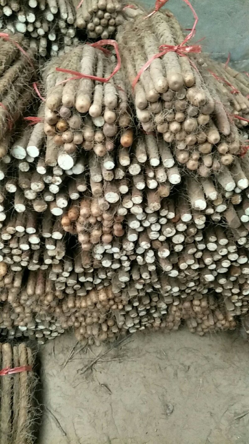 铁棍山药