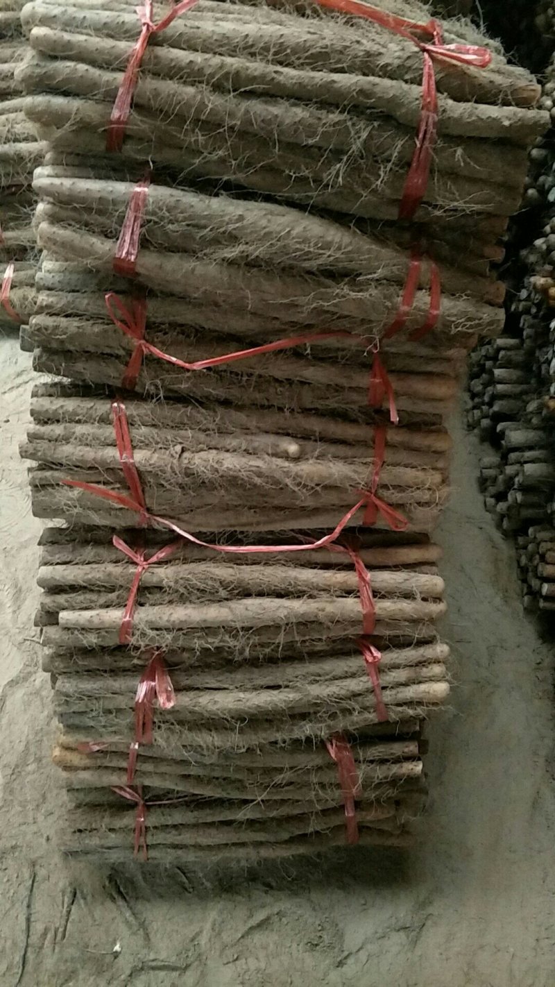 铁棍山药