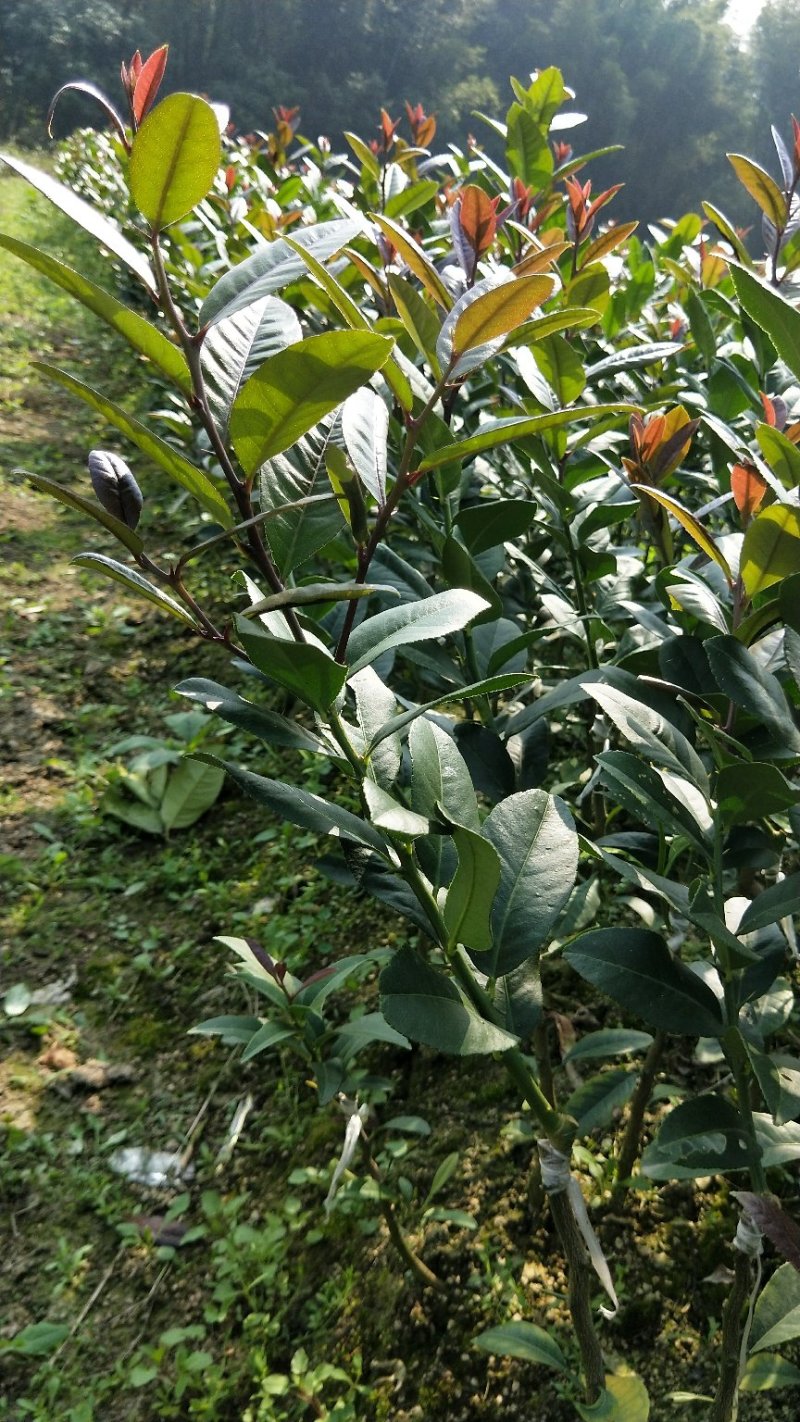 广东香水柠檬，台湾香水柠檬，无籽青柠，品种保证