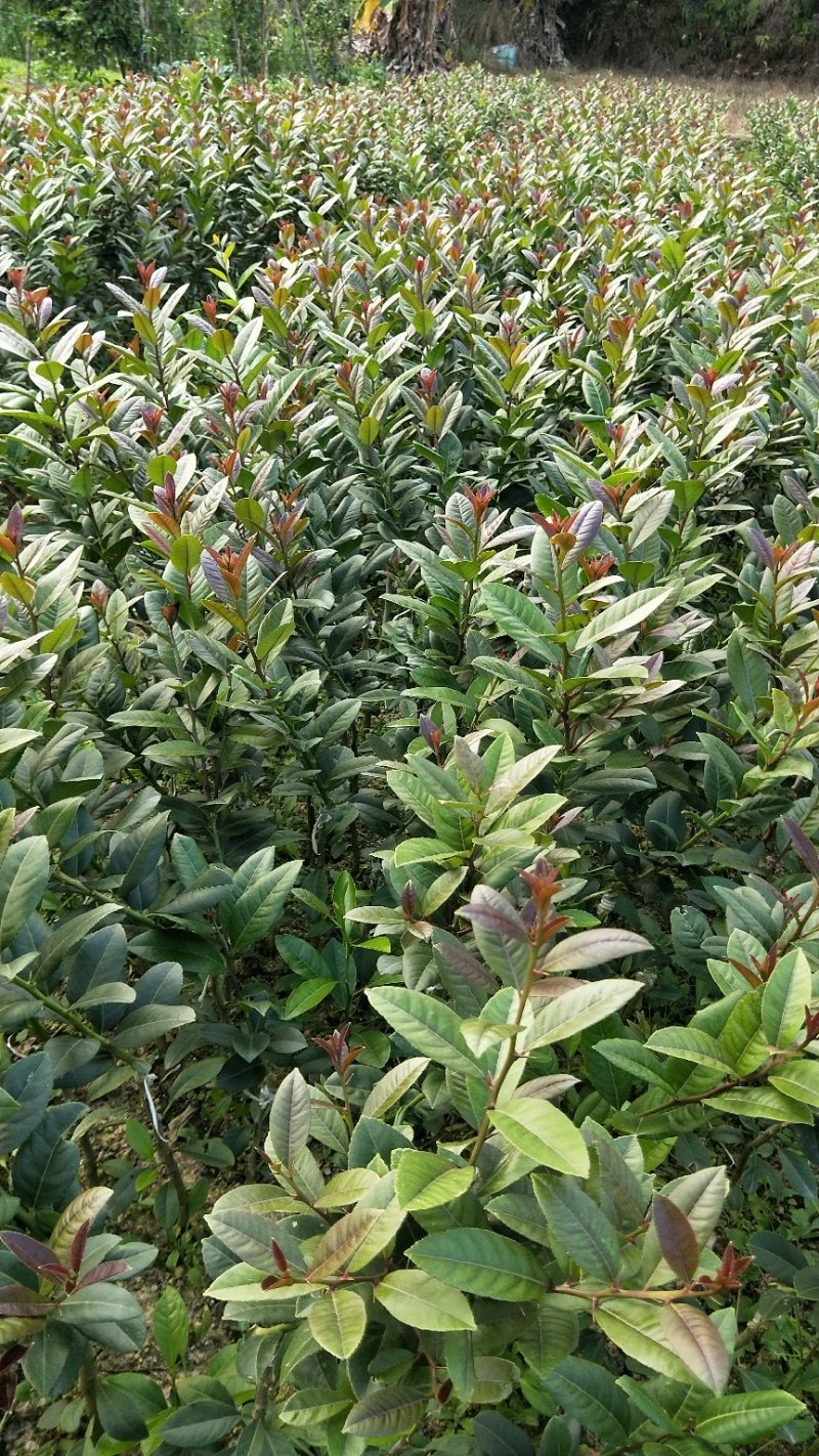 广东香水柠檬，台湾香水柠檬，无籽青柠，品种保证