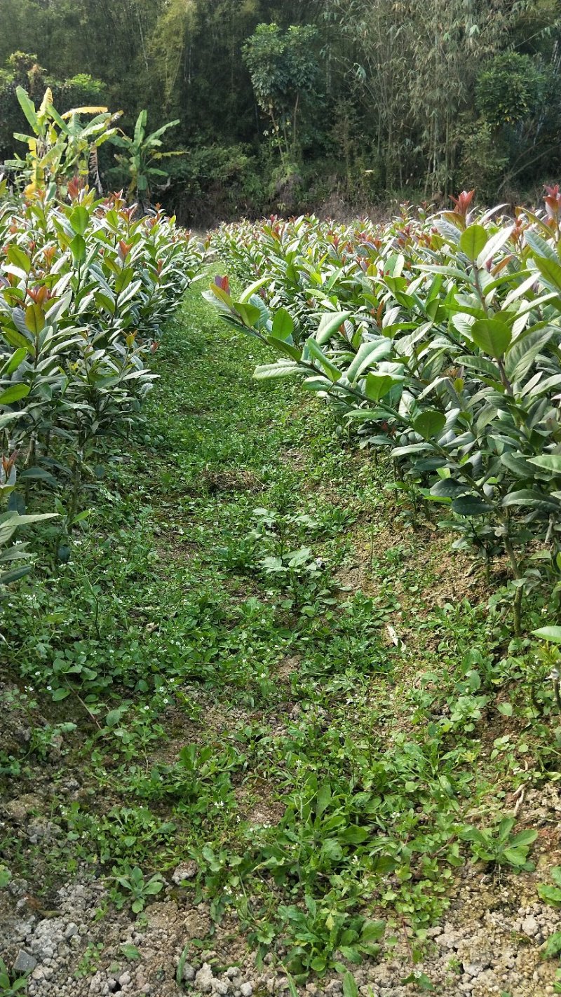 广东香水柠檬，台湾香水柠檬，无籽青柠，品种保证