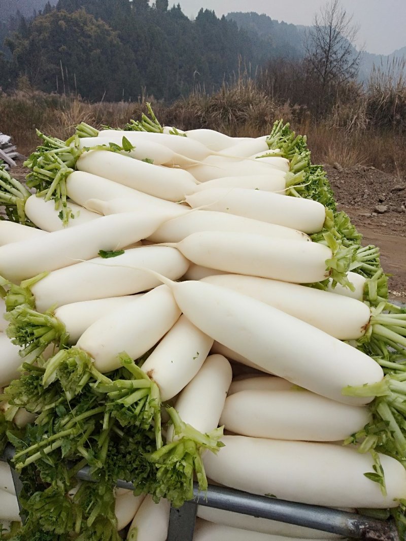优质花叶厚皮白萝卜