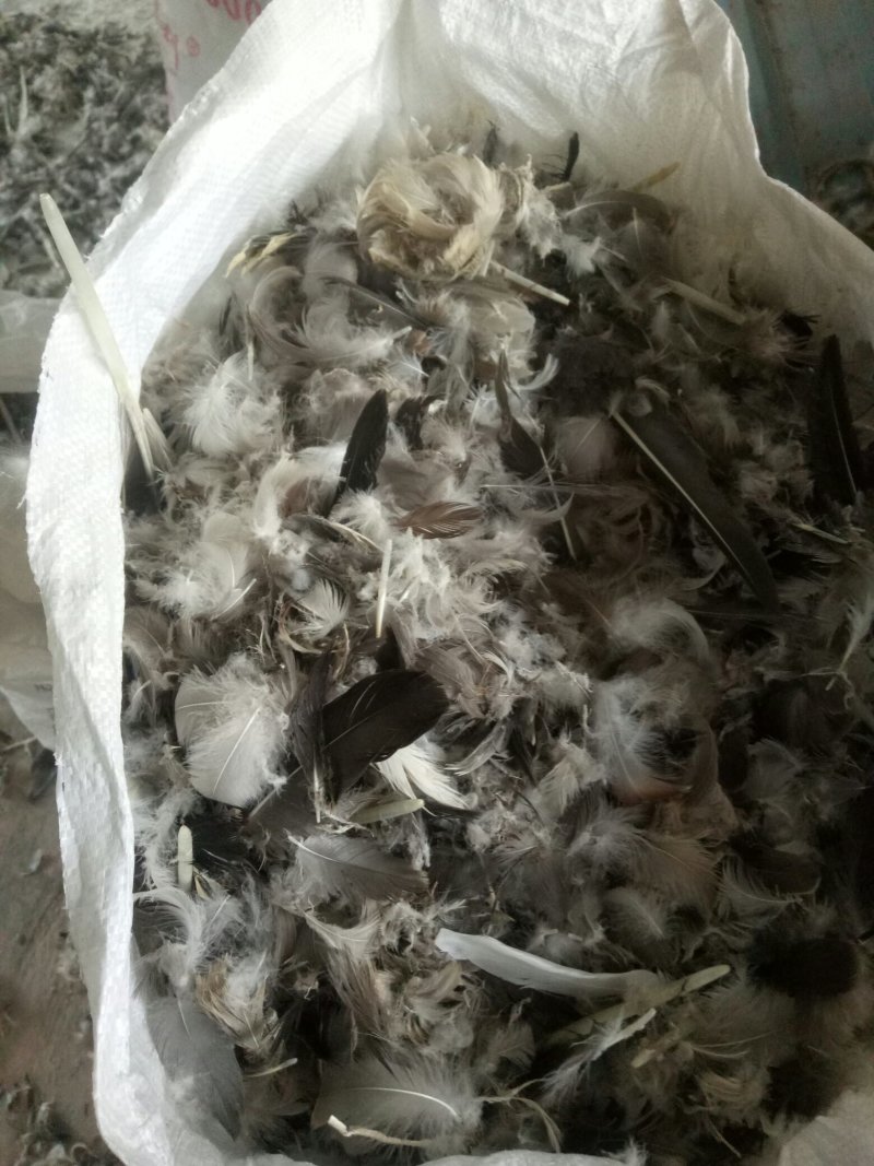 鹅毛