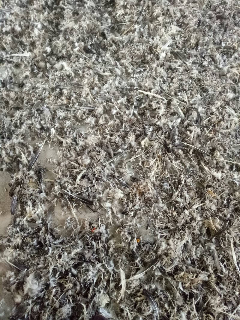 鹅毛