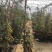 月季爬藤月季花苗大花月季蔷薇爬藤大花月季1-1.5米
