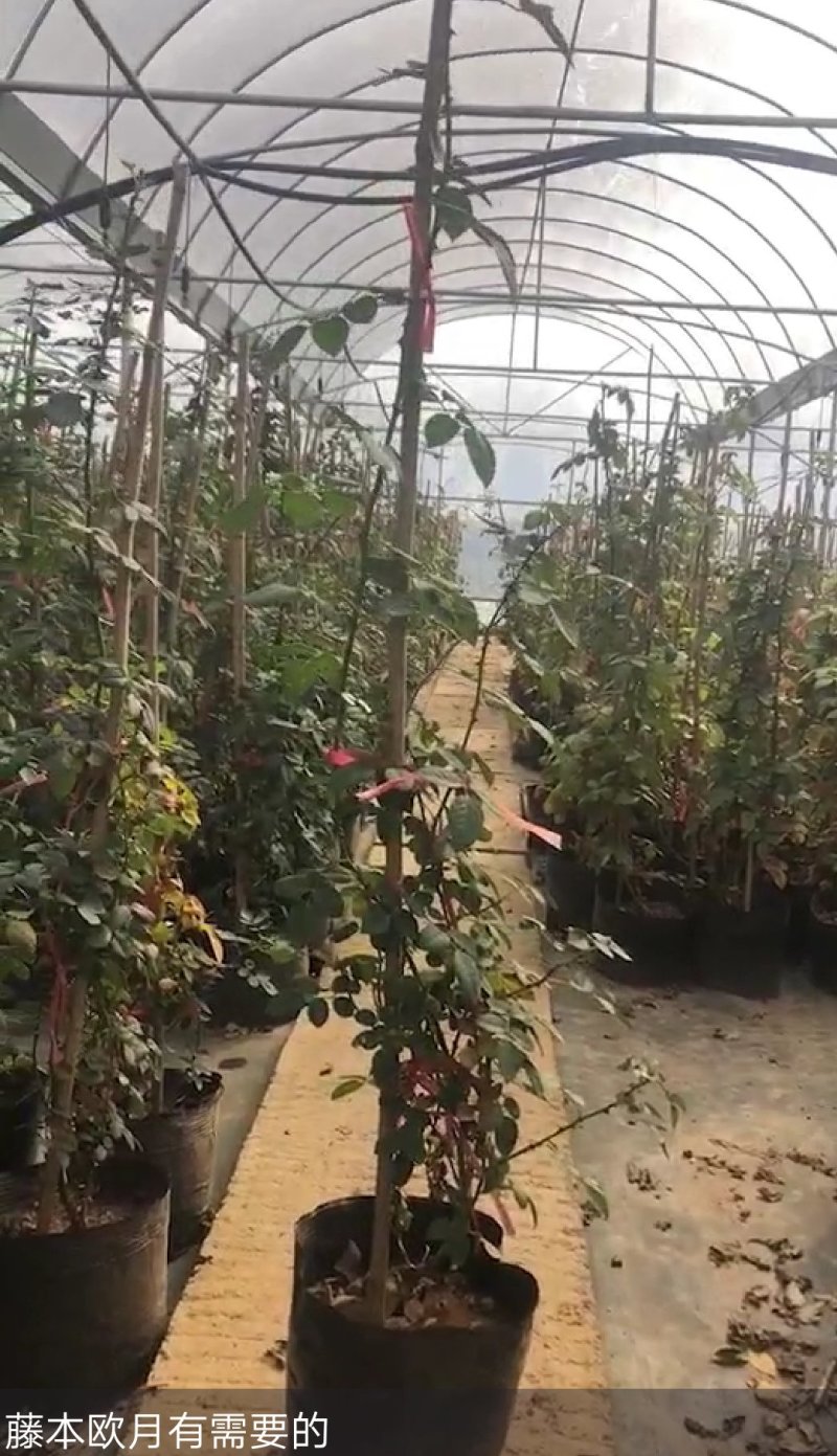 月季爬藤月季花苗大花月季蔷薇爬藤大花月季1-1.5米