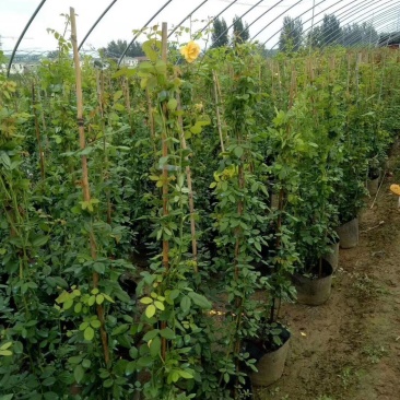 月季爬藤月季花苗大花月季蔷薇爬藤大花月季1-1.5米