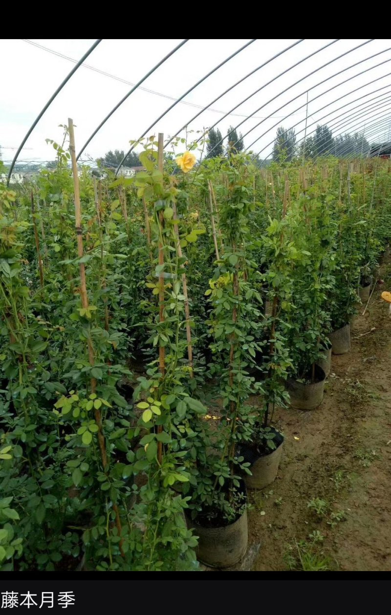 月季爬藤月季花苗大花月季蔷薇爬藤大花月季1-1.5米