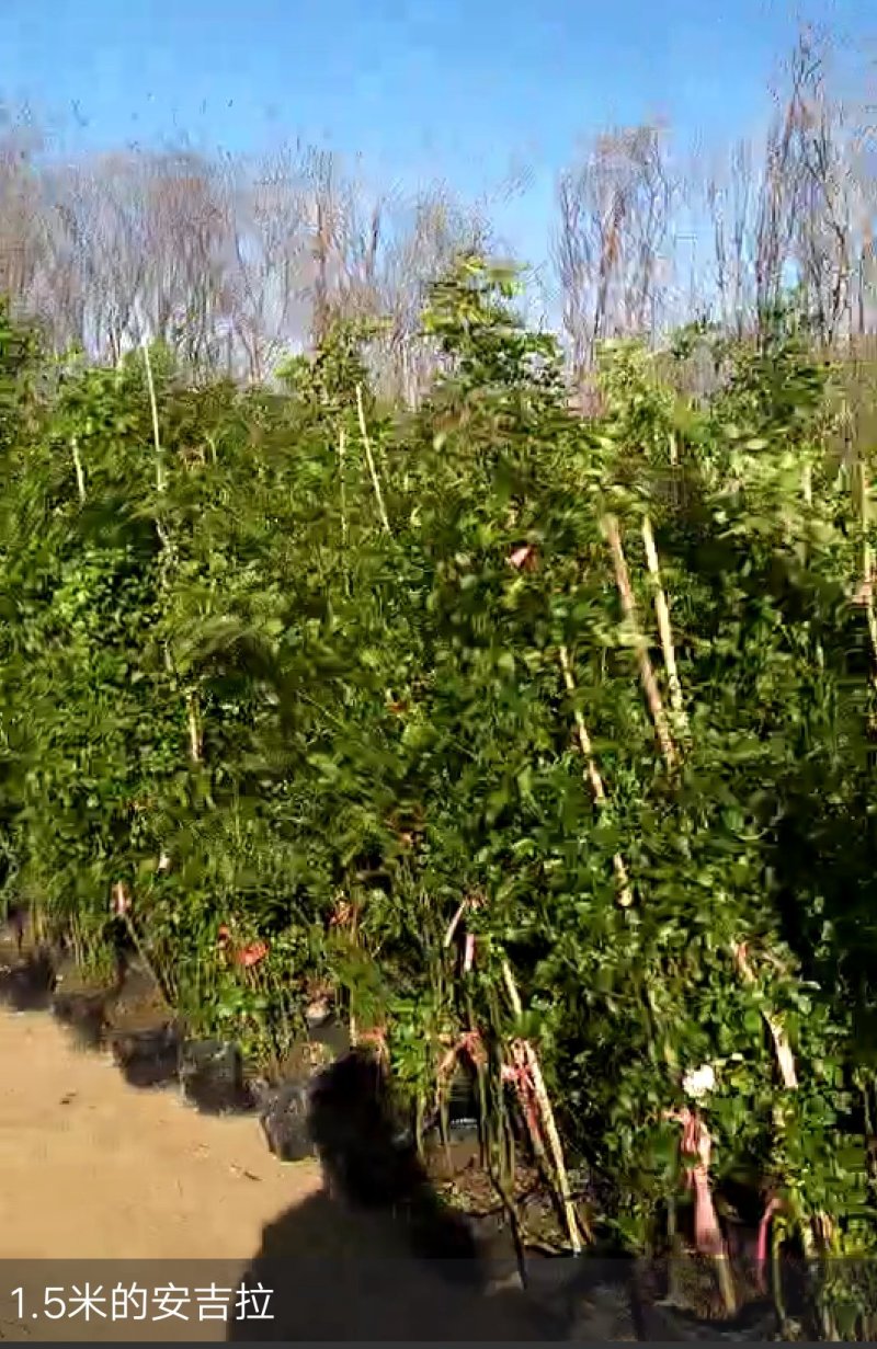 月季爬藤月季花苗大花月季蔷薇爬藤大花月季1-1.5米