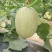 西州蜜25号，3月下旬大量上市