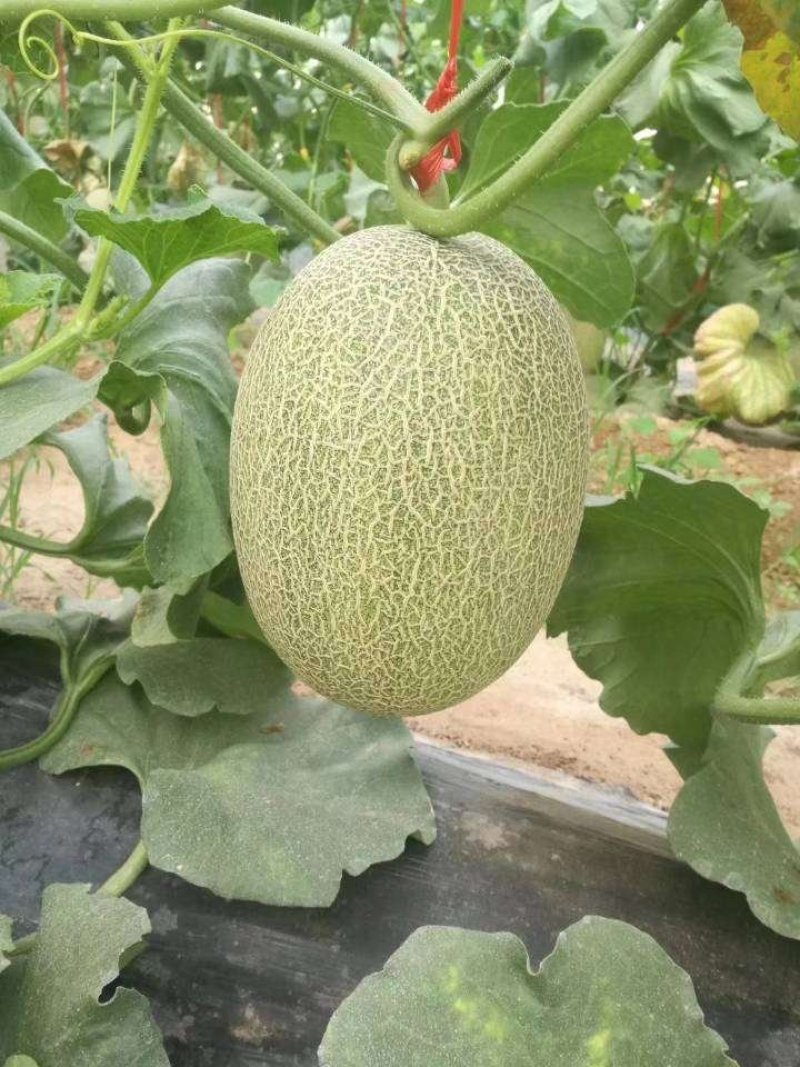 西州蜜25号，3月下旬大量上市