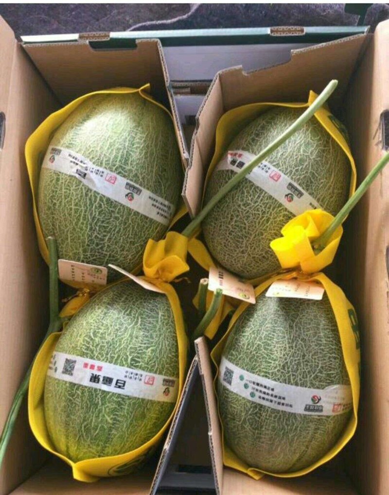 西州蜜25号，3月下旬大量上市
