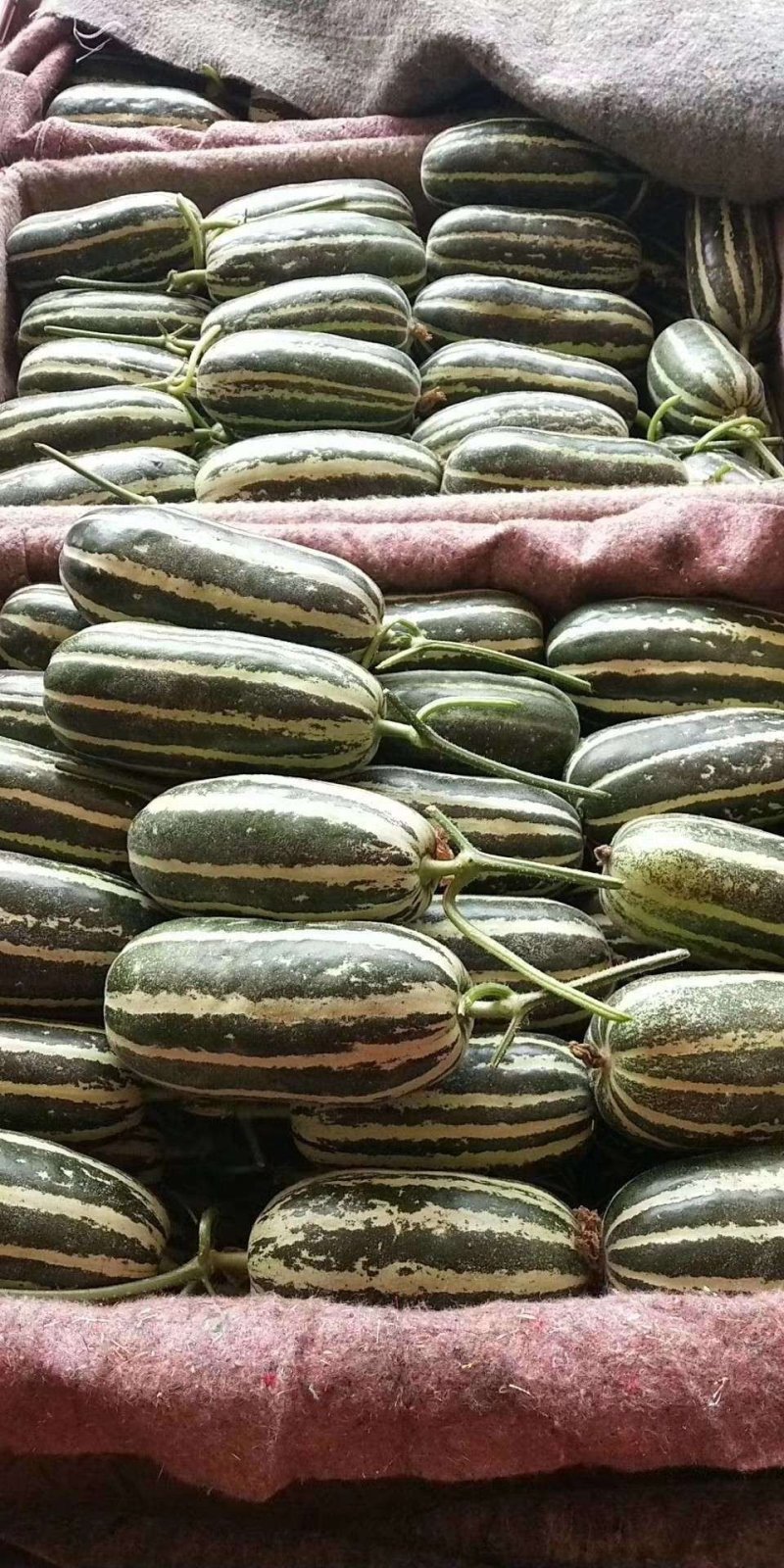 博洋9号甜瓜，