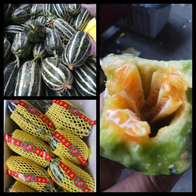 博洋9号甜瓜，