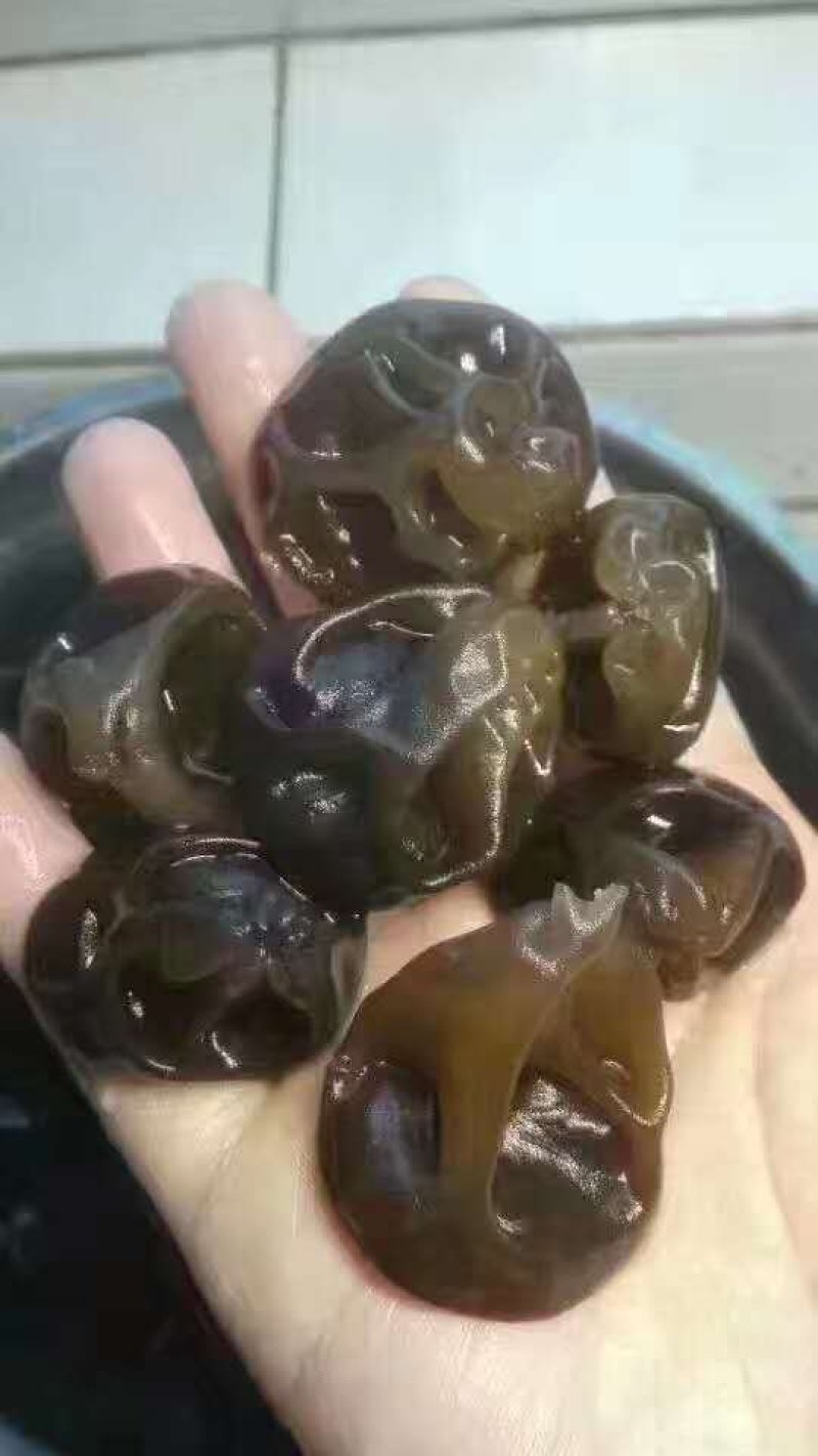 秋木耳吉林桦甸产地批发