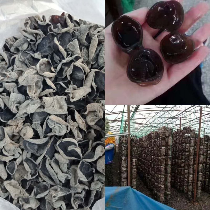 秋木耳吉林桦甸产地批发