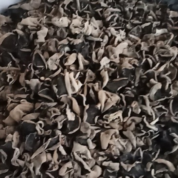 秋木耳吉林桦甸产地批发
