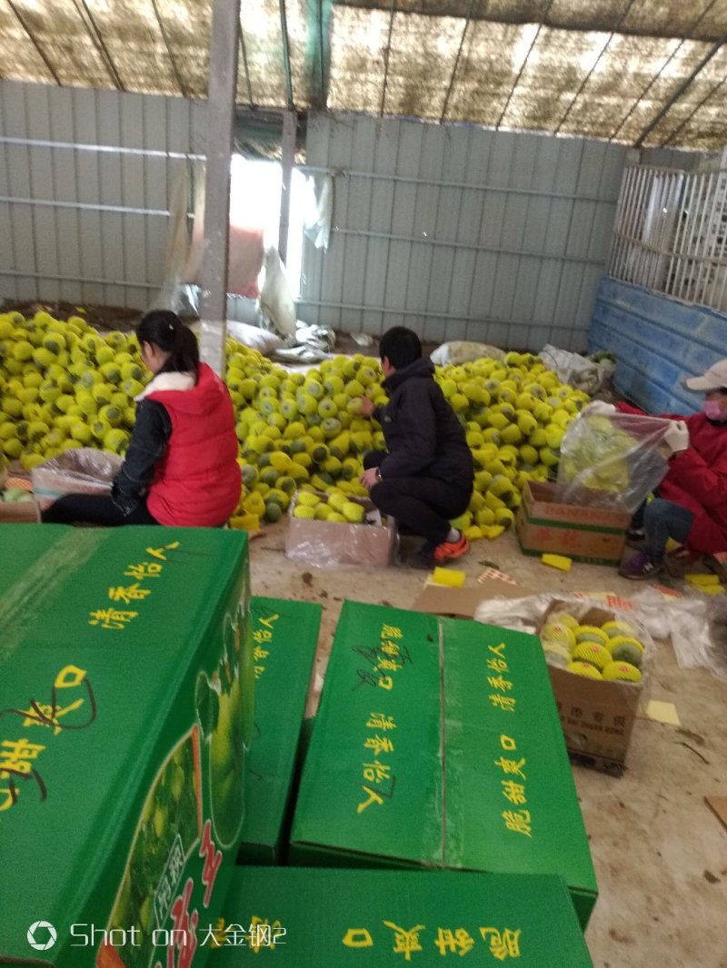绿美人绿帅甜瓜种植产地量大口感好糖度高看棚定货