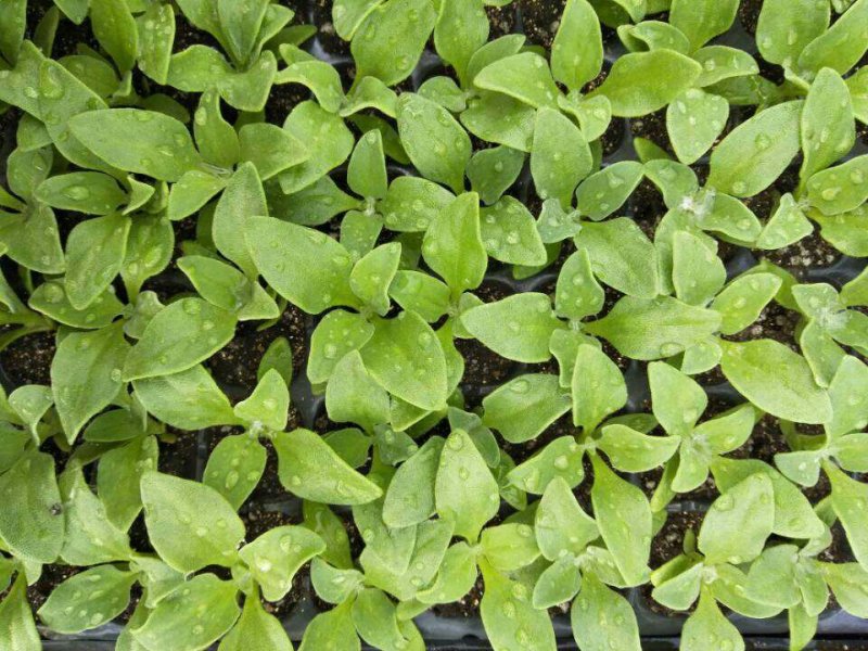 优质冰菜种苗，诚信经营合作共赢。