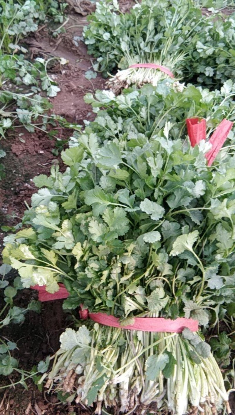大叶香菜30厘米，质量好，都是新割的，