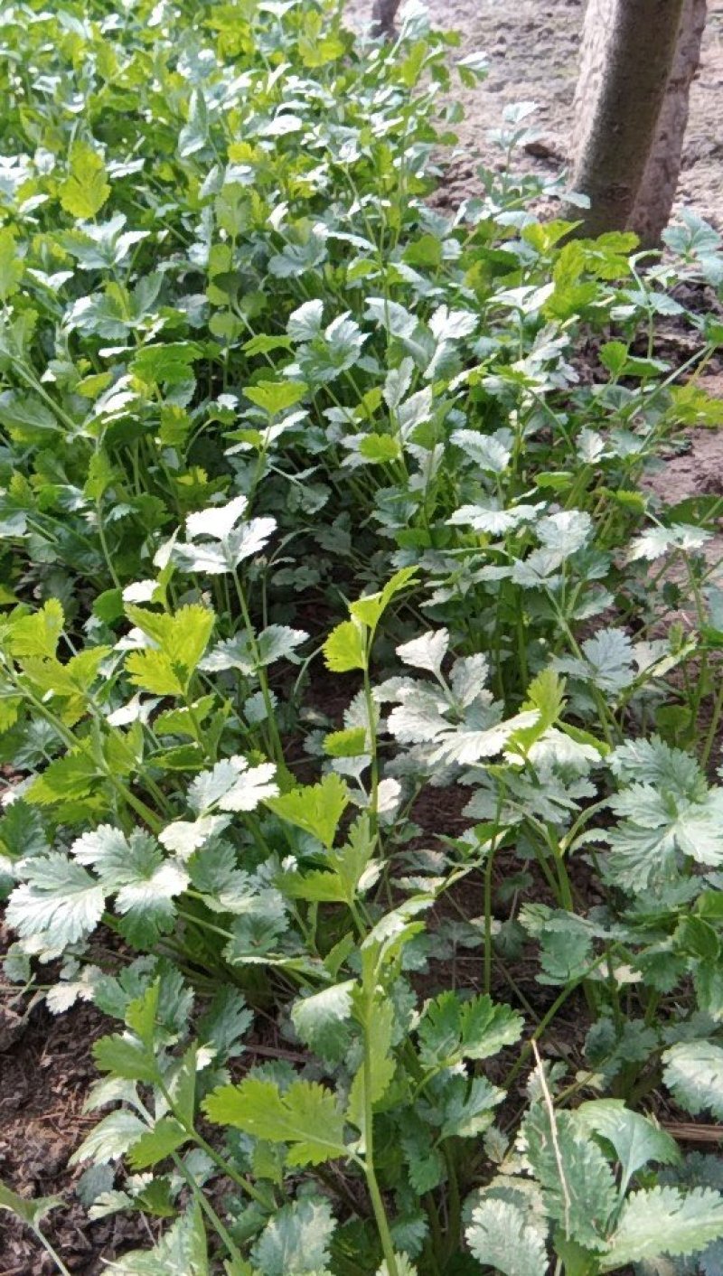 大叶香菜30厘米，质量好，都是新割的，