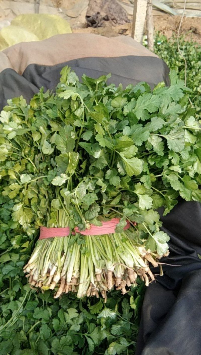 大叶香菜30厘米，质量好，都是新割的，
