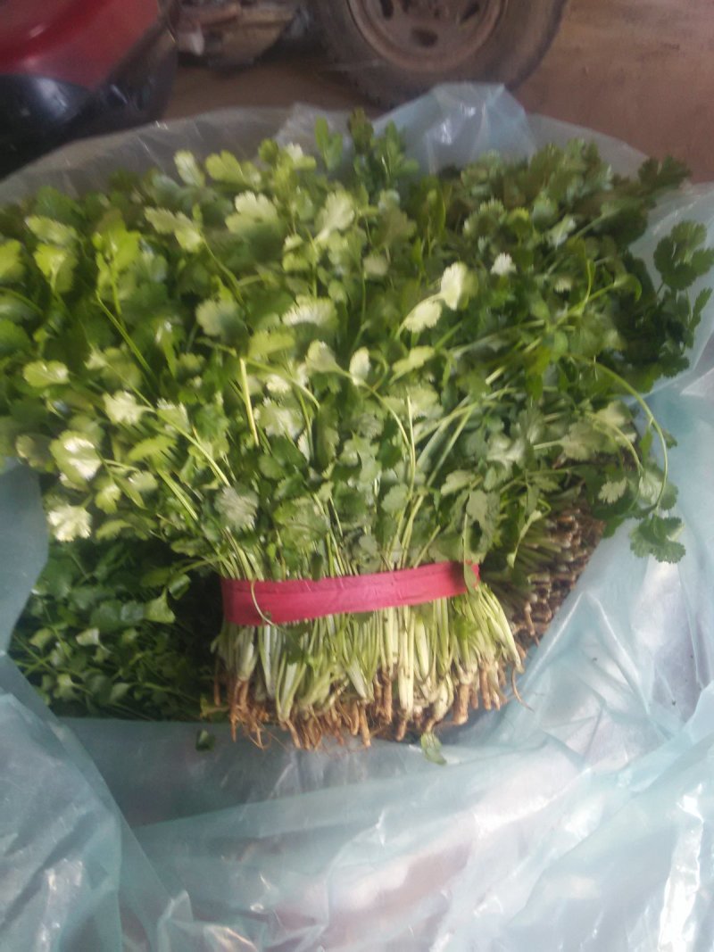 大叶香菜30厘米，质量好，都是新割的，